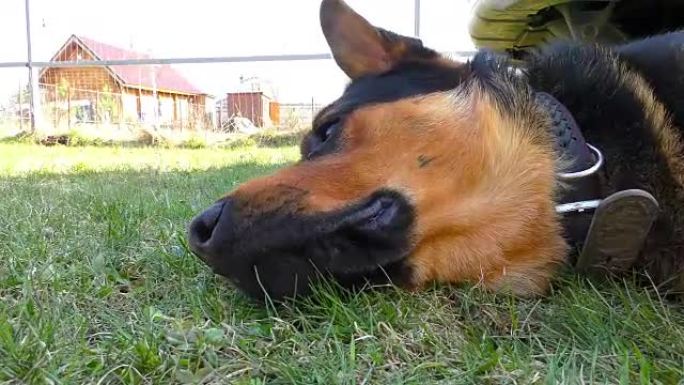躺在草地上的大雄猎犬