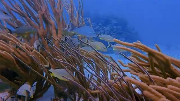 美丽的珊瑚礁上的海洋生物和鲷鱼在加勒比海的Hol Chan海洋保护区-伯利兹堡礁/龙涎香礁