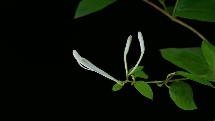 忍冬 金银花 开花 延时 摄影