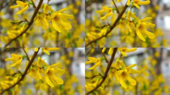 花黄色的春天