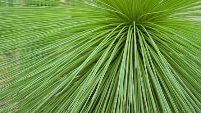 花园里植物的绿色细长叶子