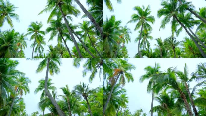 阴天海南三亚椰树椰林椰子树 海滨公园