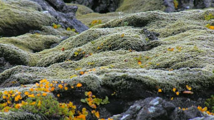 童话般的风景，石头覆盖着绿色的苔藓和北极植物的鲜黄色叶子