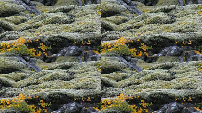 童话般的风景，石头覆盖着绿色的苔藓和北极植物的鲜黄色叶子