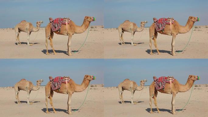 沙漠中的单峰骆驼