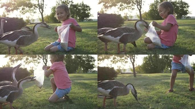 女孩喂鹅，但鹅攻击并拔出她，她逃跑了