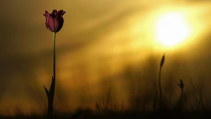 红色郁金香。背景天空上阳光明媚的草地上的野生郁金香。日出。草原在春天复活。