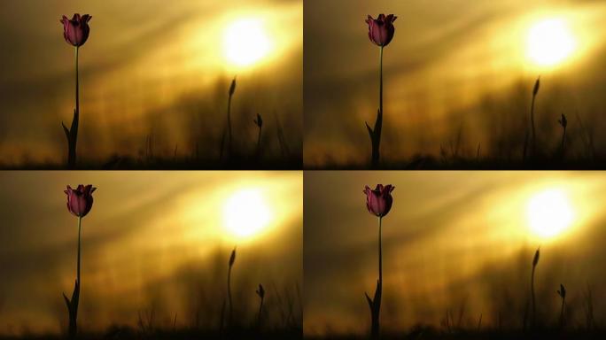 红色郁金香。背景天空上阳光明媚的草地上的野生郁金香。日出。草原在春天复活。