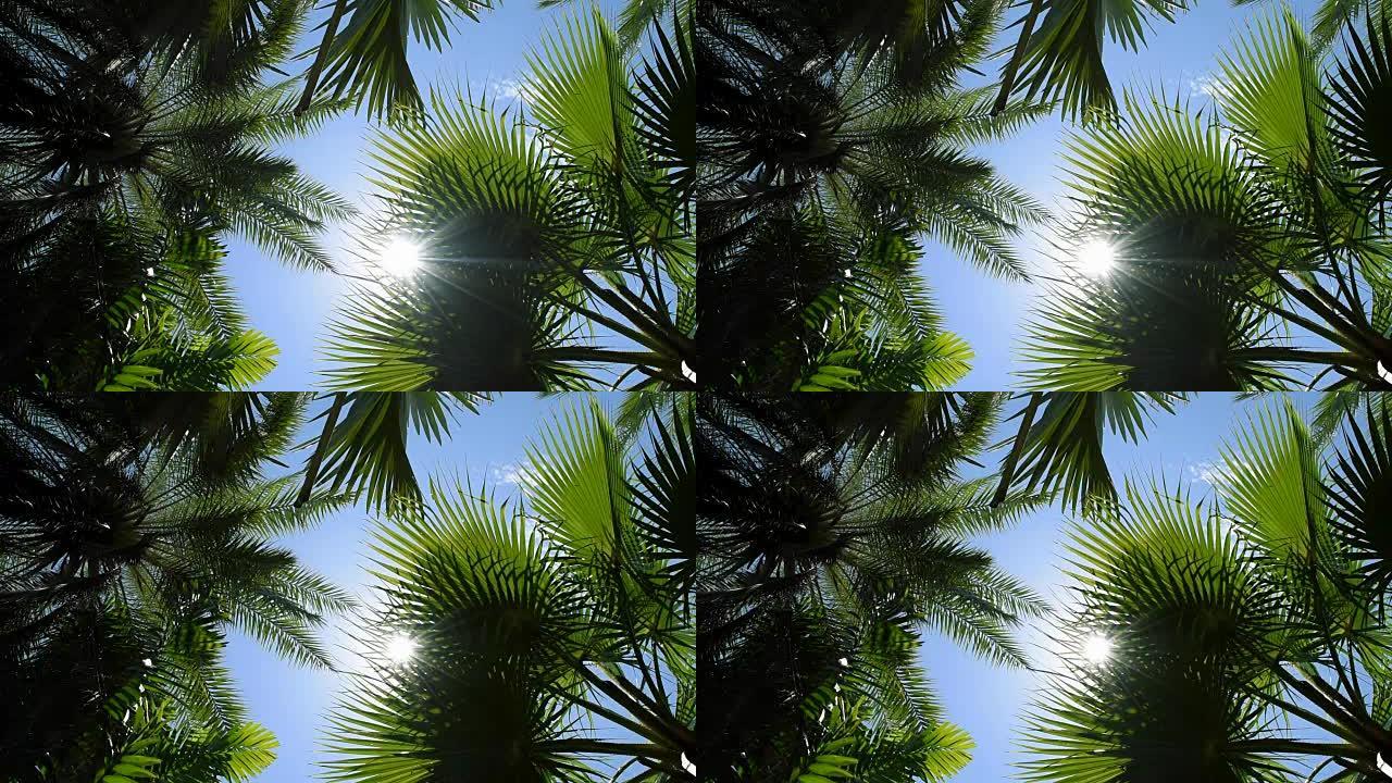 阳光照射的热带树叶，自然背景