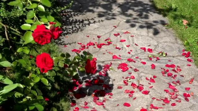 花园院子地面石路上红玫瑰灌木丛和倒下的花瓣的特写镜头。全高清
