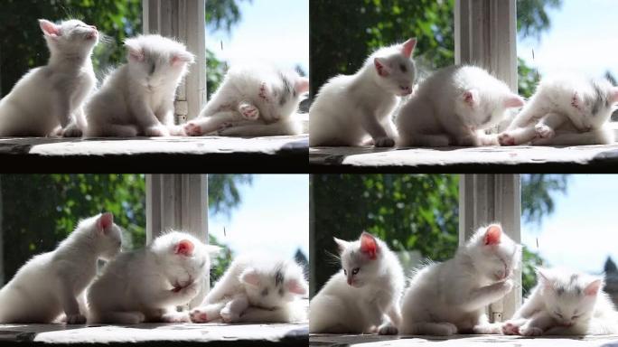 三只白色小猫洗