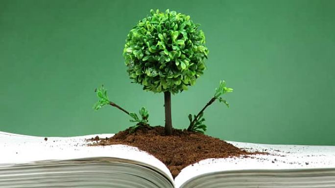 微型和装饰性的树，在地面上的圆形树冠放置在打开的书本上，喷水，关于知识和精神进化的概念