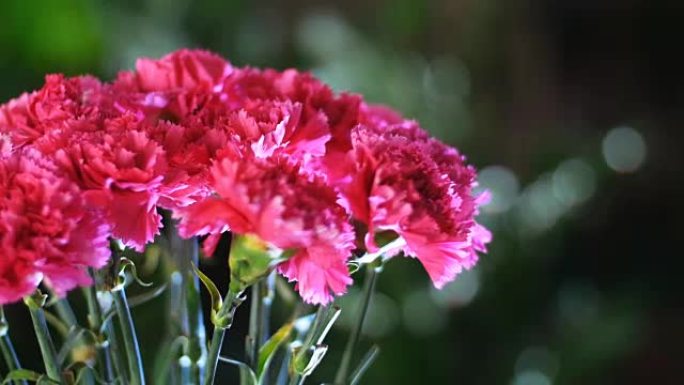 特写镜头，花束在光线中，旋转，花卉成分由明亮的粉红色土耳其康乃馨组成，背景中有很多绿色植物