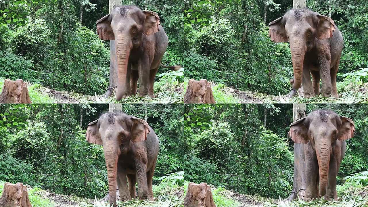 野生生物大象独自站在热带深林