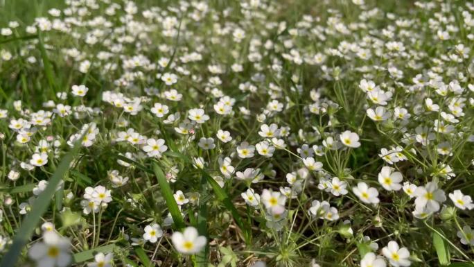 野花和花儿小清新 阳光 温馨 小草透过阳