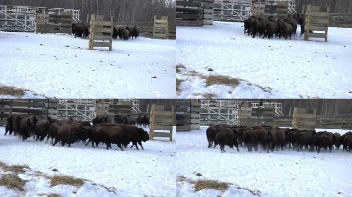 平原野牛群在畜栏中奔跑