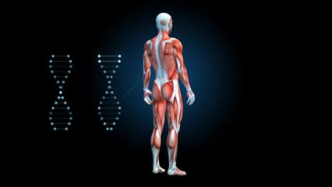 人类肌肉系统，黑色背景上有DNA符号旋转的男性肌肉模型，3D动画