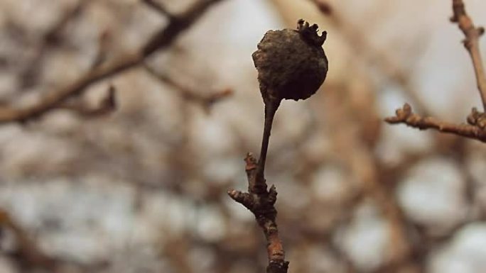 大型景观宏观树枝芽干梨剪影自然