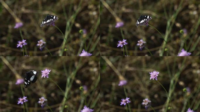 蝴蝶在慢动作中飞行并收集花粉