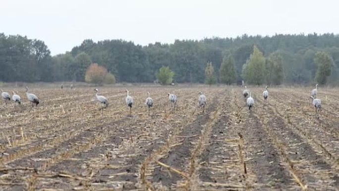 秋季迁徙的鹤群在玉米田休息。多雨的天气。(德国勃兰登堡)