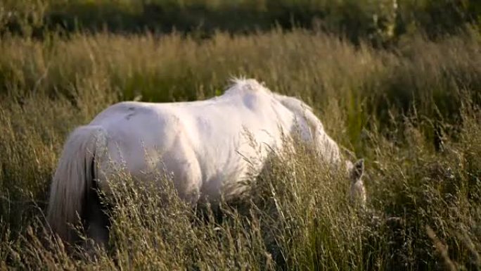 绿色草地上的白马镜头