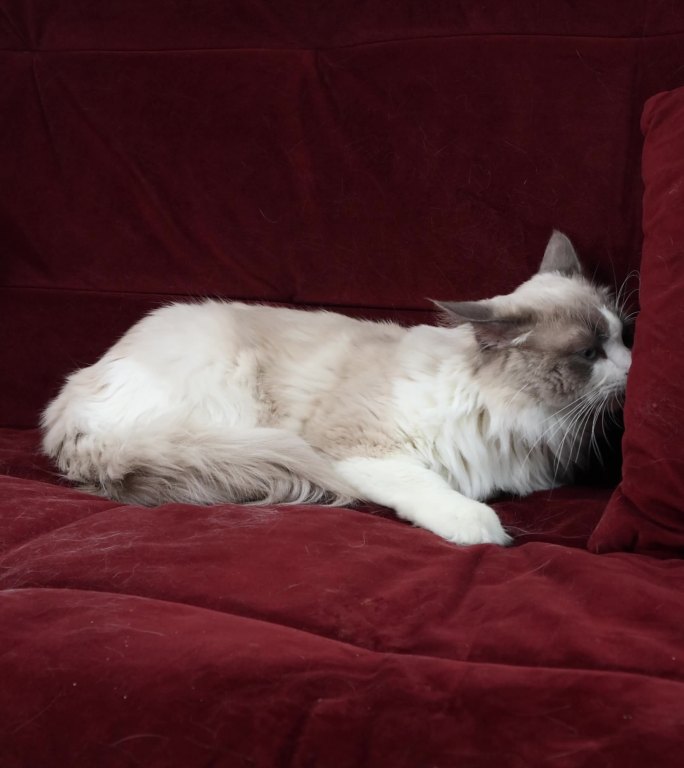 4k布偶猫趴沙发上观望