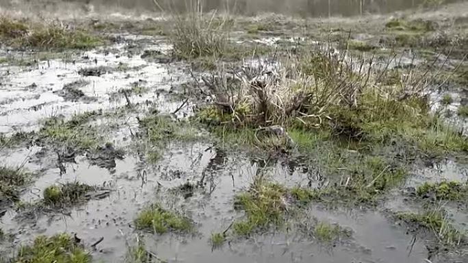 春天在沼泽地上淘洗