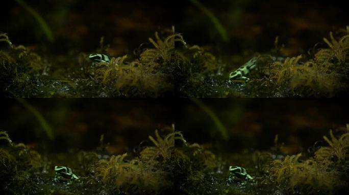 绿色和黑色箭毒蛙 (dendroboates Auratus) 以慢动作跳跃。