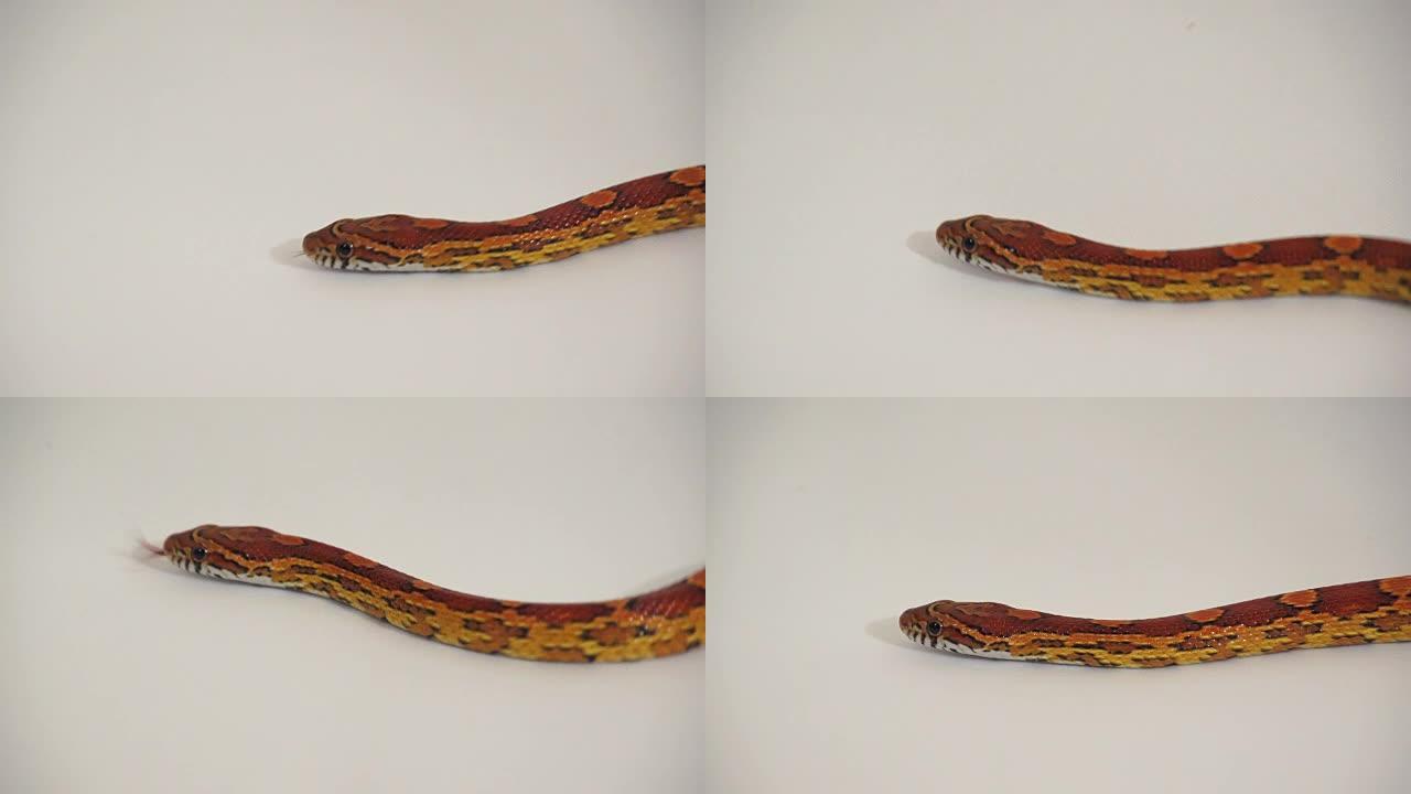 玉米蛇6