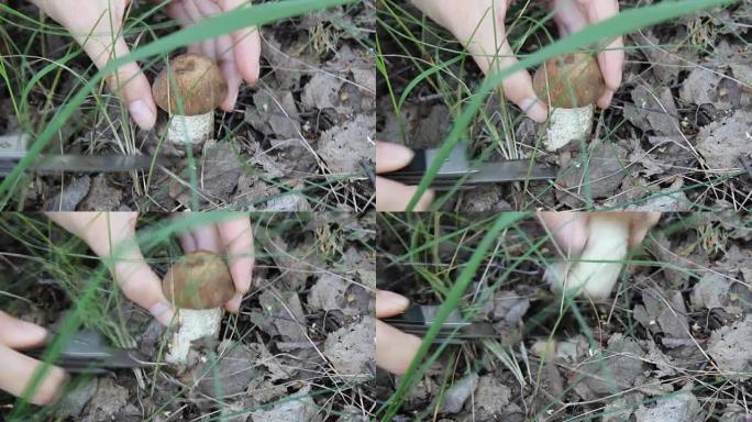 在森林9205用刀切割蘑菇