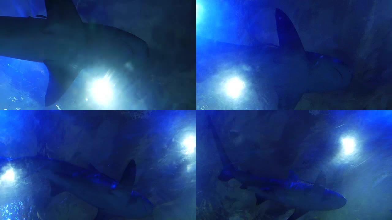 大鲨鱼在水族馆游泳。从玻璃下面看