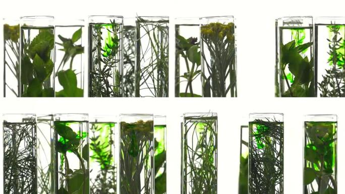 试管中的细香葱，莳萝，百里香，罗勒，咖喱和薄荷