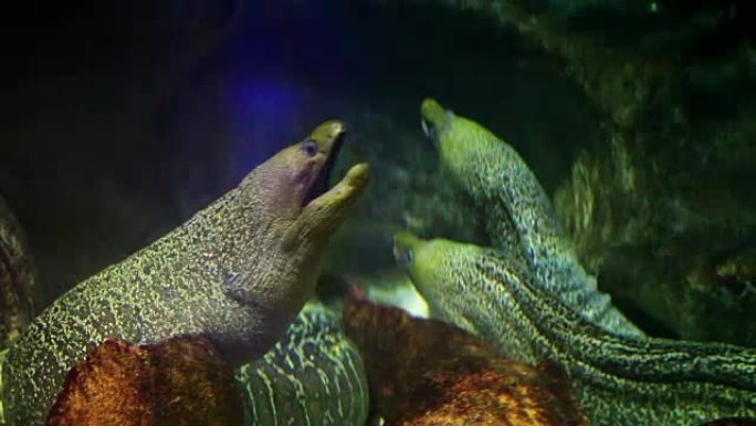 巨型海鳗