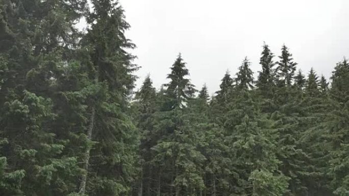 雨天风震树枝高云杉