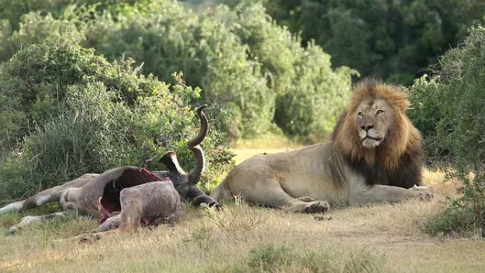 猎食非洲狮
