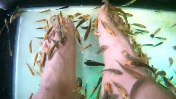 用鱼在水族馆特写镜头脚。水疗修脚和治疗