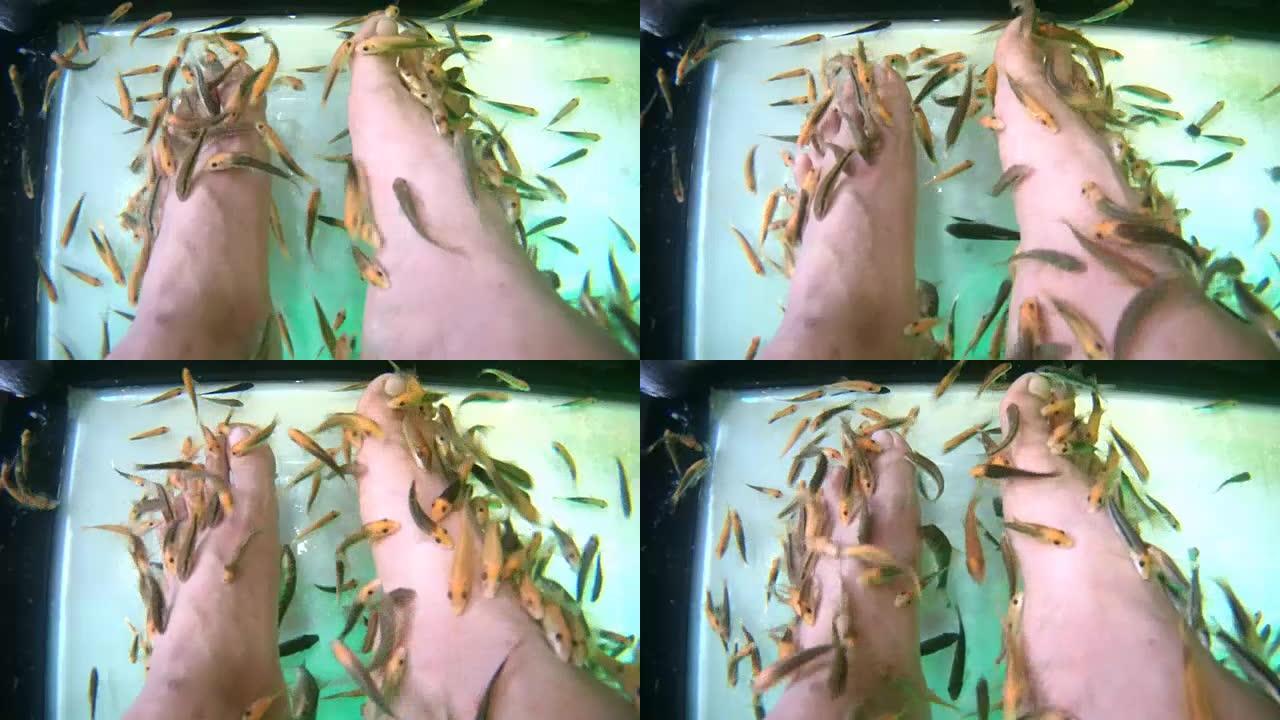 用鱼在水族馆特写镜头脚。水疗修脚和治疗