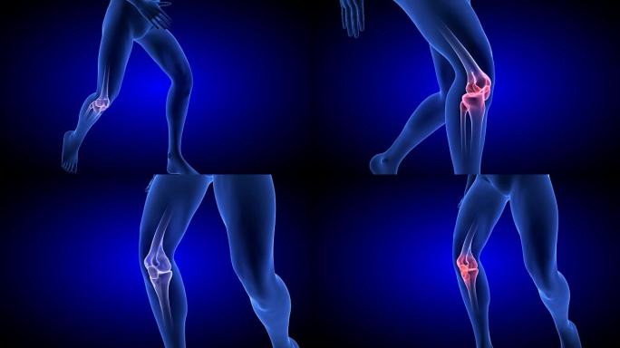 膝盖疼痛动画。蓝色人体解剖体3D扫描渲染
