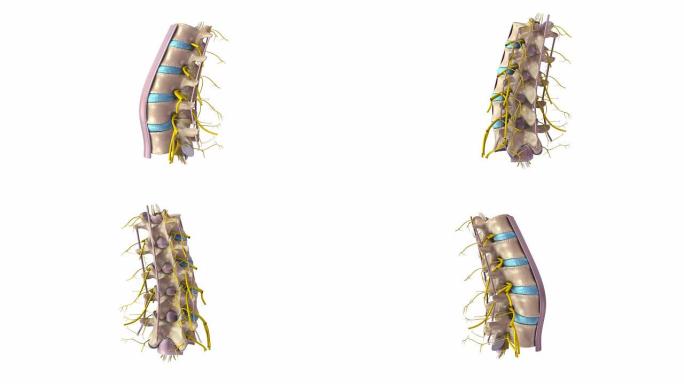 带韧带和神经的腰椎