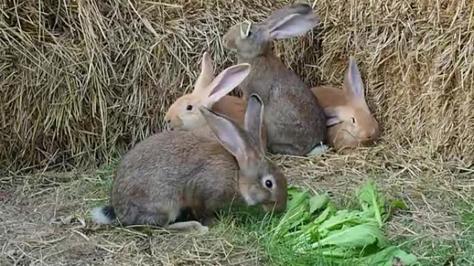 四只年轻的佛兰德巨兔在花园里玩耍