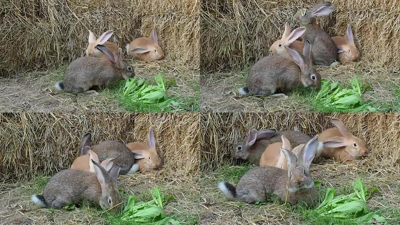 四只年轻的佛兰德巨兔在花园里玩耍