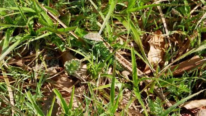 沙蜥 (Lacerta agilis) 藏在草丛中