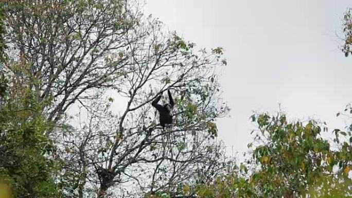 坐在树上的成年黑长臂猿