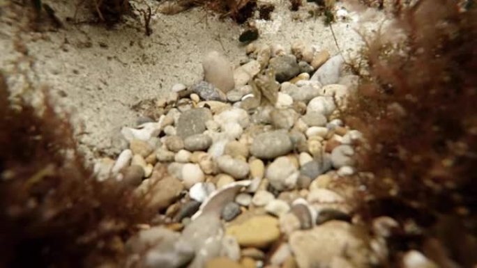 海石上的虾在地中海沿岸海藻周围