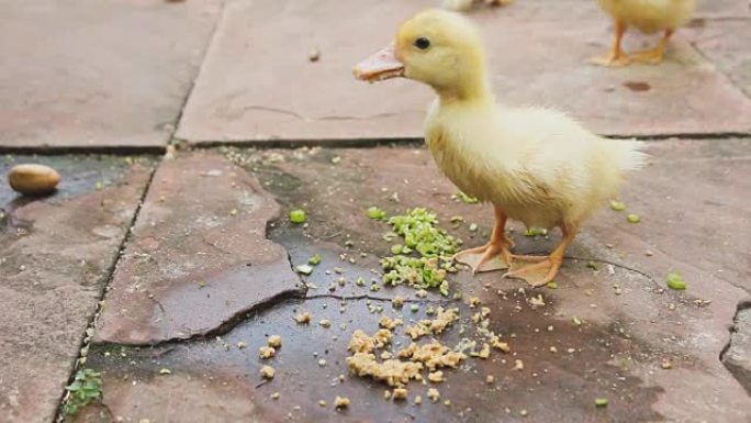 小鸭吃食物。