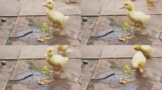 小鸭吃食物。