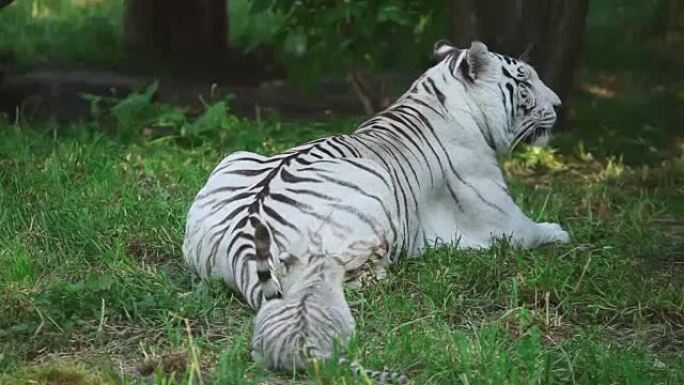 白色母老虎和幼崽