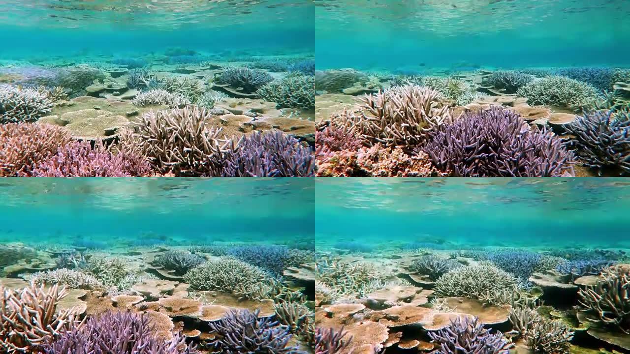 珊瑚及热带鱼