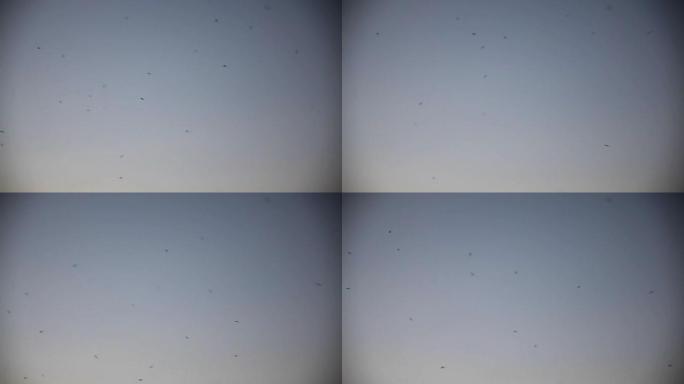 群蚊群在傍晚的天空背景视频中飞翔