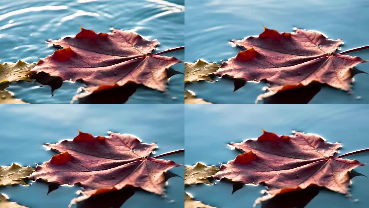 枫叶落入水中